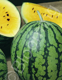 citrullus lanatus